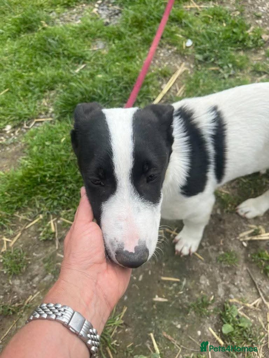 Mixed Breed dogs for adoption: Meet Otto, currently residing in Essex  - Image 7