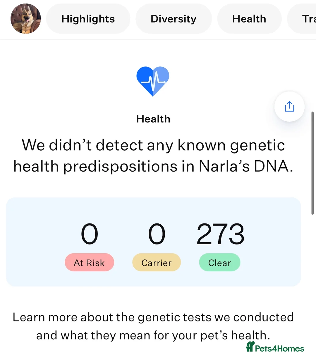 German Shepherd dogs for sale: German shepherd KC straight back bitch  - Advert 6