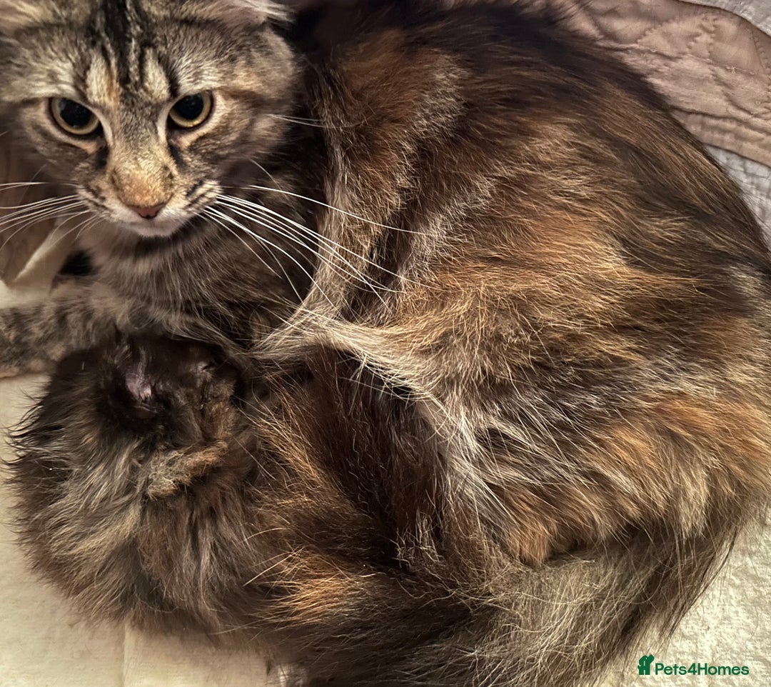 Maine Coon cats for sale: Tica Registered Maine Coon Girls  - Advert 5