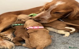 Cocker Spaniel dogs for sale: 🐾 🌟 Exceptional Show Type Cocker Spaniels 🐾 🌟 - Image 13