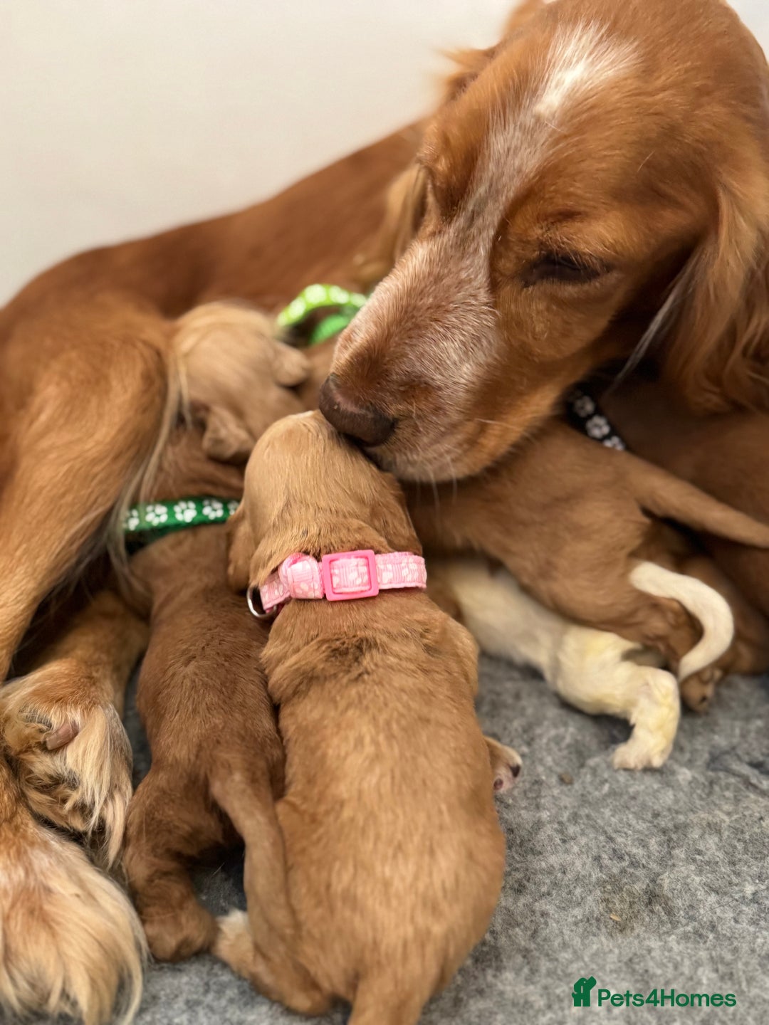 Cocker Spaniel dogs for sale: 🐾 🌟 Exceptional Show Type Cocker Spaniels 🐾 🌟 - Image 13