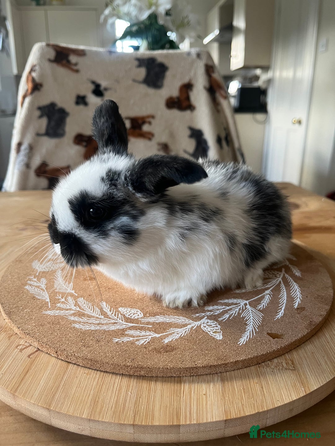 Mini Lop rabbits for sale:  Beautiful mini lops - Advert 17