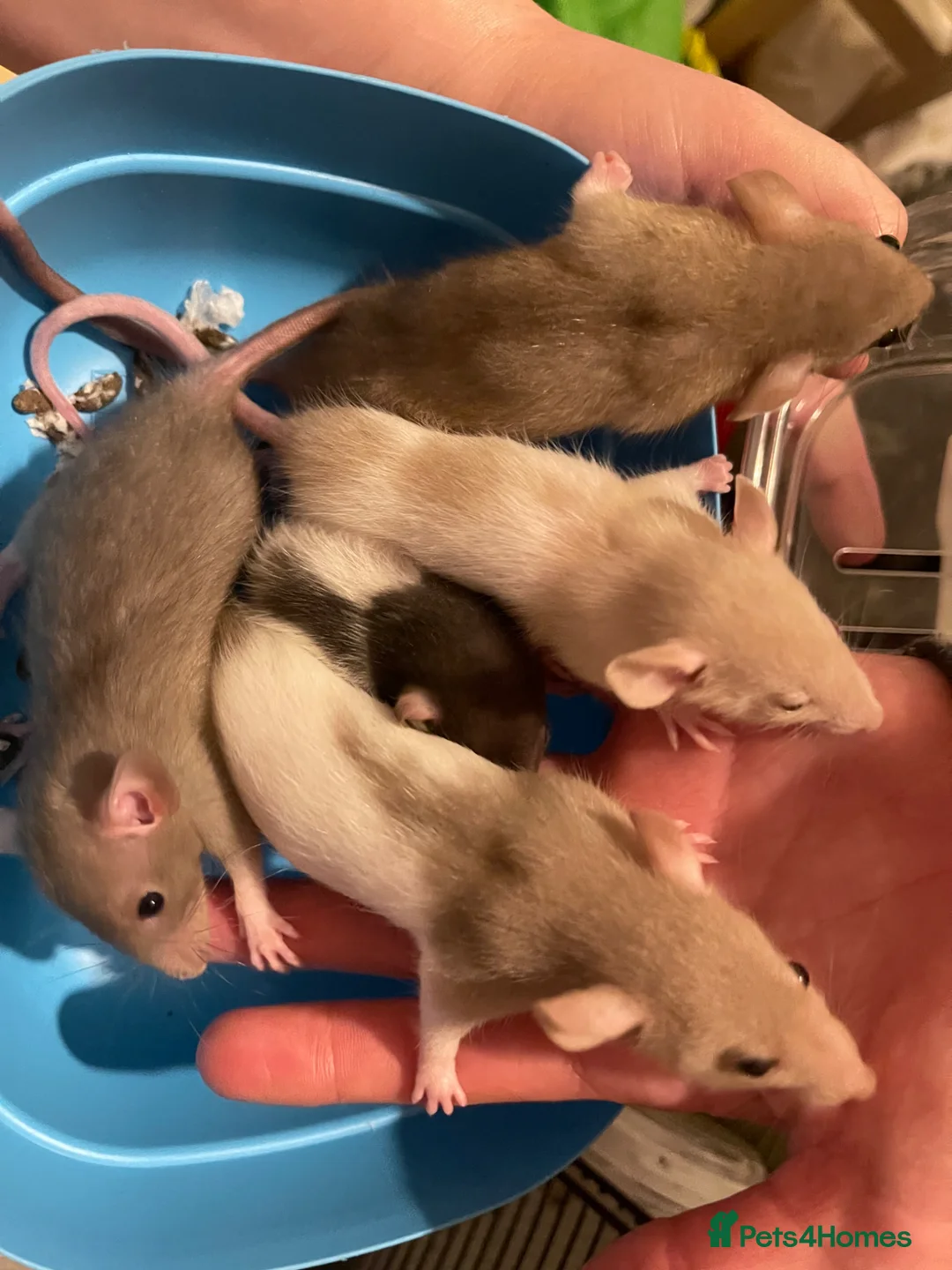 Rat rodents for sale: Baby rats looking for 5* forever homes  - Advert 2