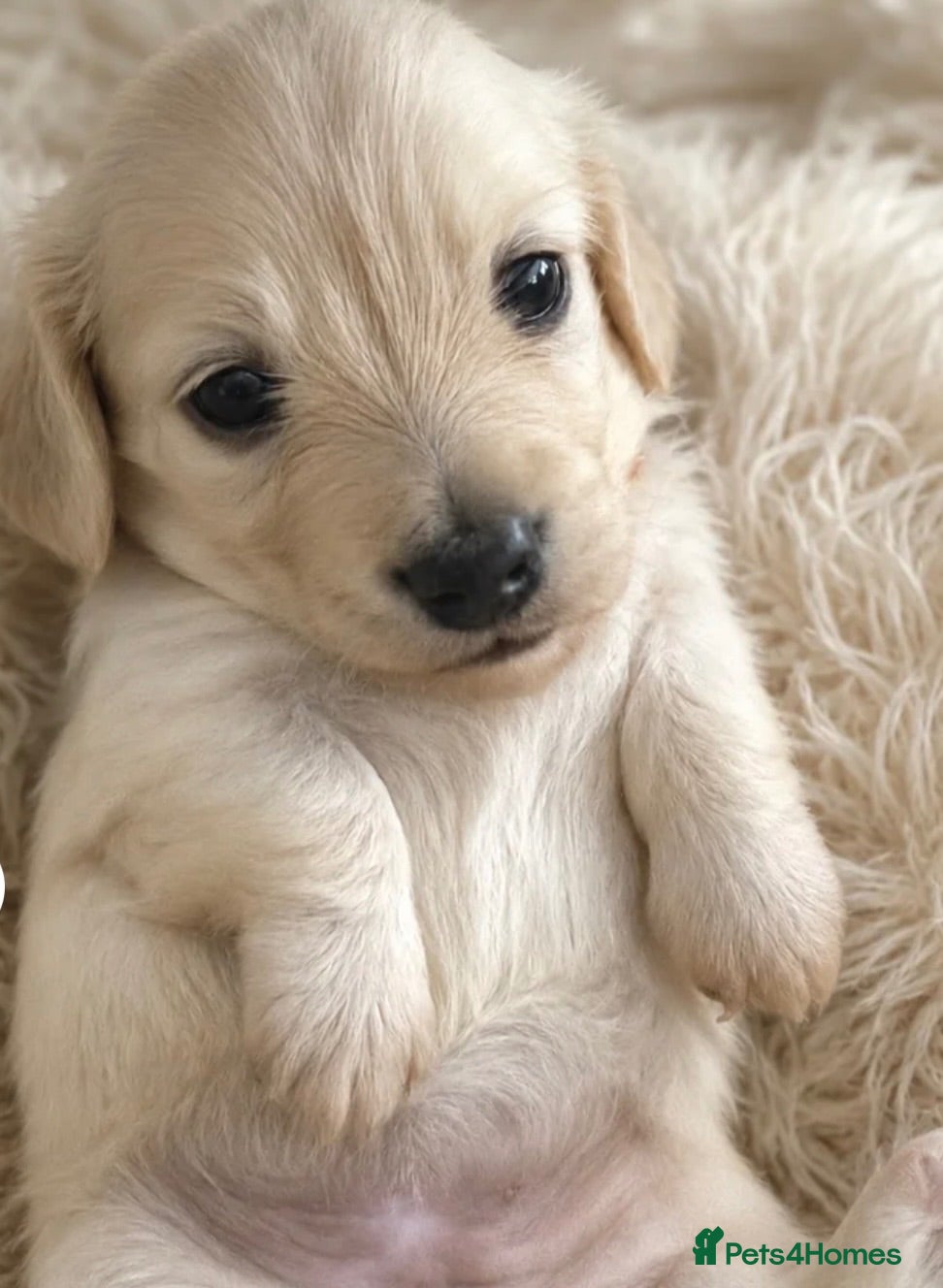 Miniature Dachshund dogs Exceptional KC Reg Miniature L/H Dachshund Puppies - Advert 2