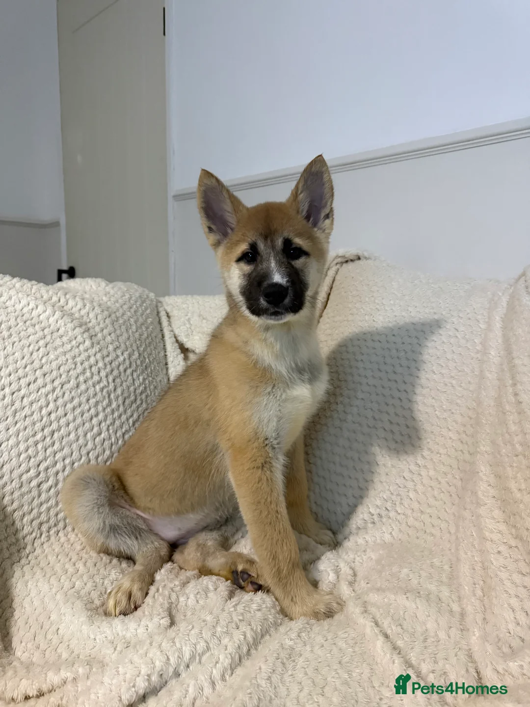 Huskita dogs for sale: Huskita Puppies FULLY VACCINATED - Advert 2