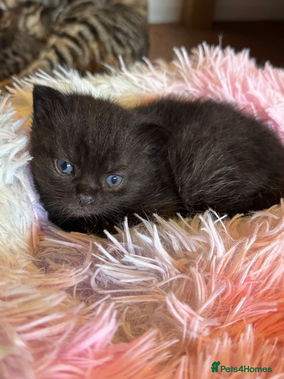 Mixed Breed cats for sale: Mixed British shorthair  - Advert 6