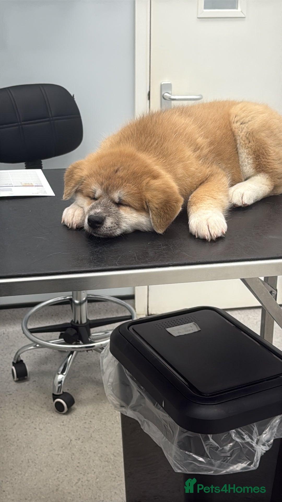 Akita dogs for sale: Akita puppy - Advert 10