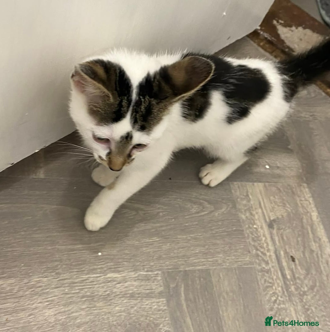 Mixed Breed cats Beautiful Kittens READY NOW - Advert 7