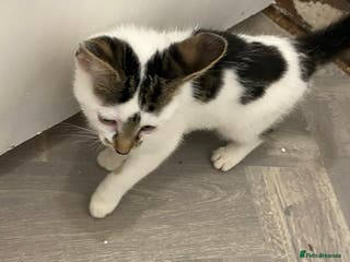 Mixed Breed cats Beautiful Kittens READY NOW - Advert 13