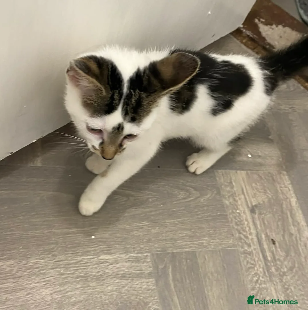 Mixed Breed cats for sale: Beautiful Kittens READY NOW - Advert 1