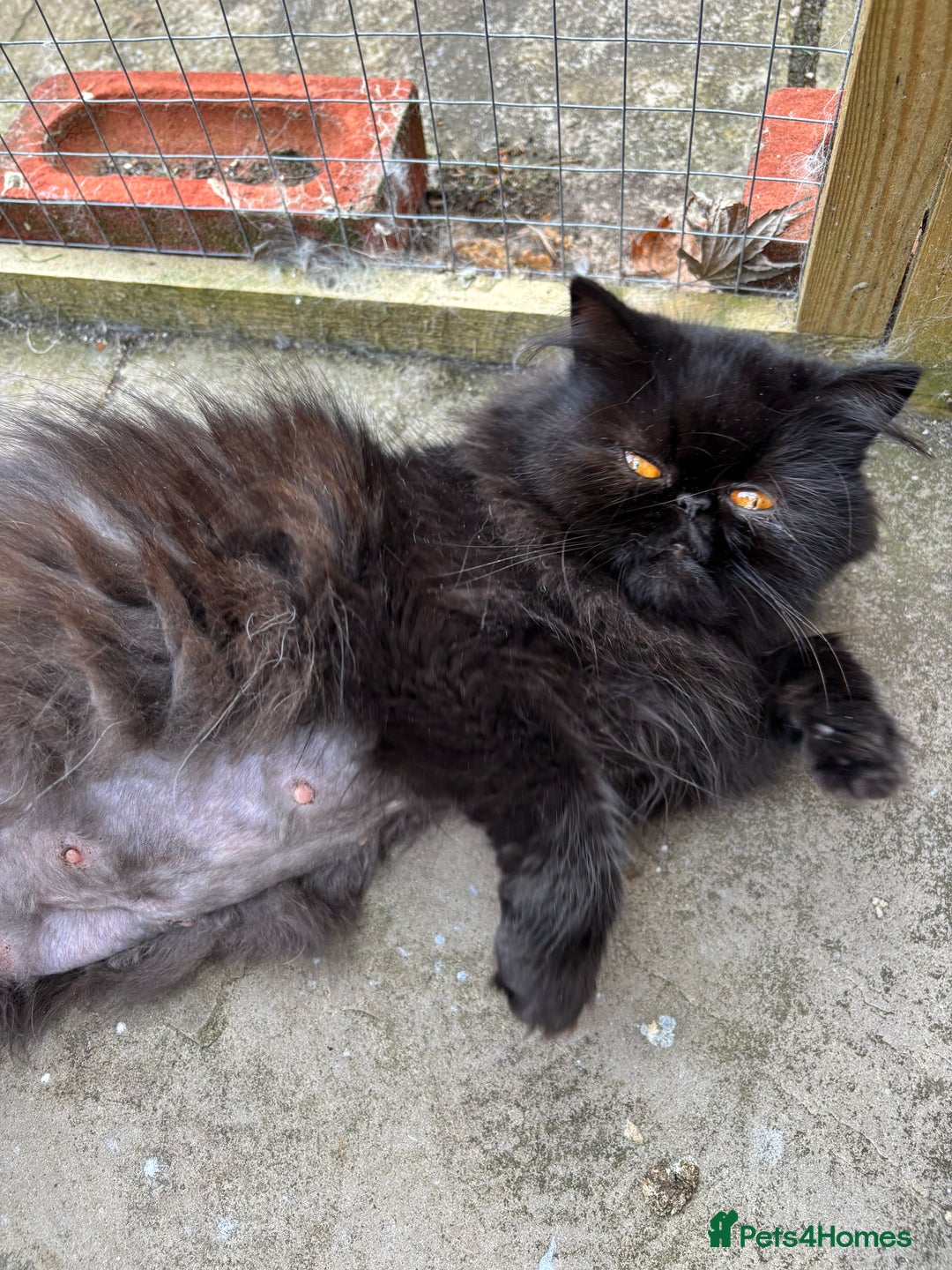 Mixed Breed cats for sale: Beautiful Persian Chinchilla cross kittens  - Image 23