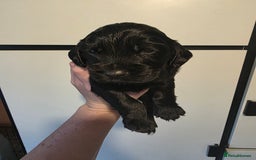 Cocker Spaniel dogs for sale: 🩷🐶 Beautiful Cocker Spaniel Puppies 🐶 🩷 - Image 8