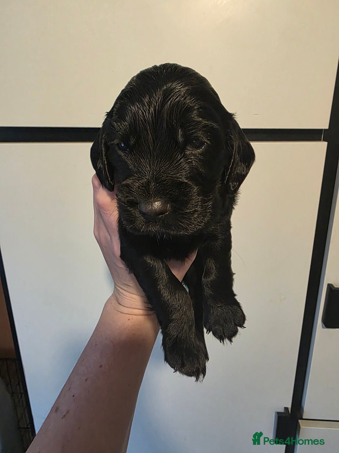 Cocker Spaniel dogs for sale: 🩷🐶 Beautiful Cocker Spaniel Puppies 🐶 🩷 - Image 8