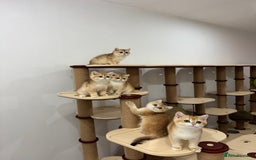 British Shorthair cats for sale: British Shorthair Golden kittens    - Image 21