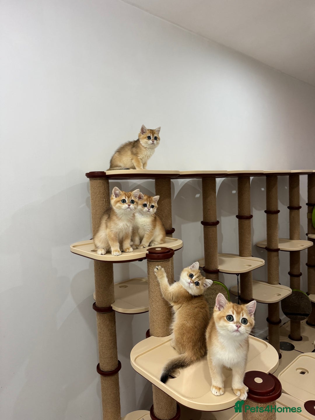 British Shorthair cats for sale: British Shorthair Golden kittens    - Image 21