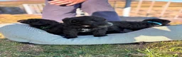 Bordoodle dogs for sale: 🐶😍Gorgeous Borderdoodle Puppies😍🐶 - Advert 12
