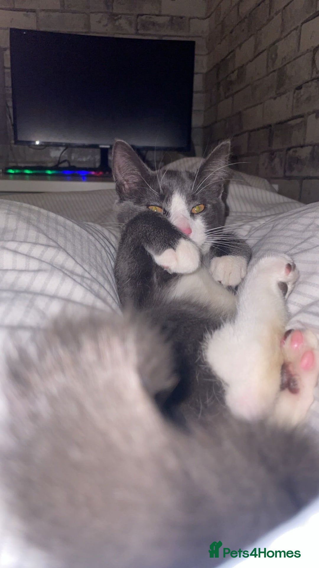 Mixed Breed cats for sale: - grey and white kitten - Advert 3