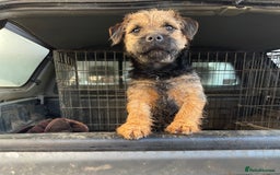 Border Terrier dogs for stud: Border terrier for Stud *SLEM clear* in Northallerton - Image 9