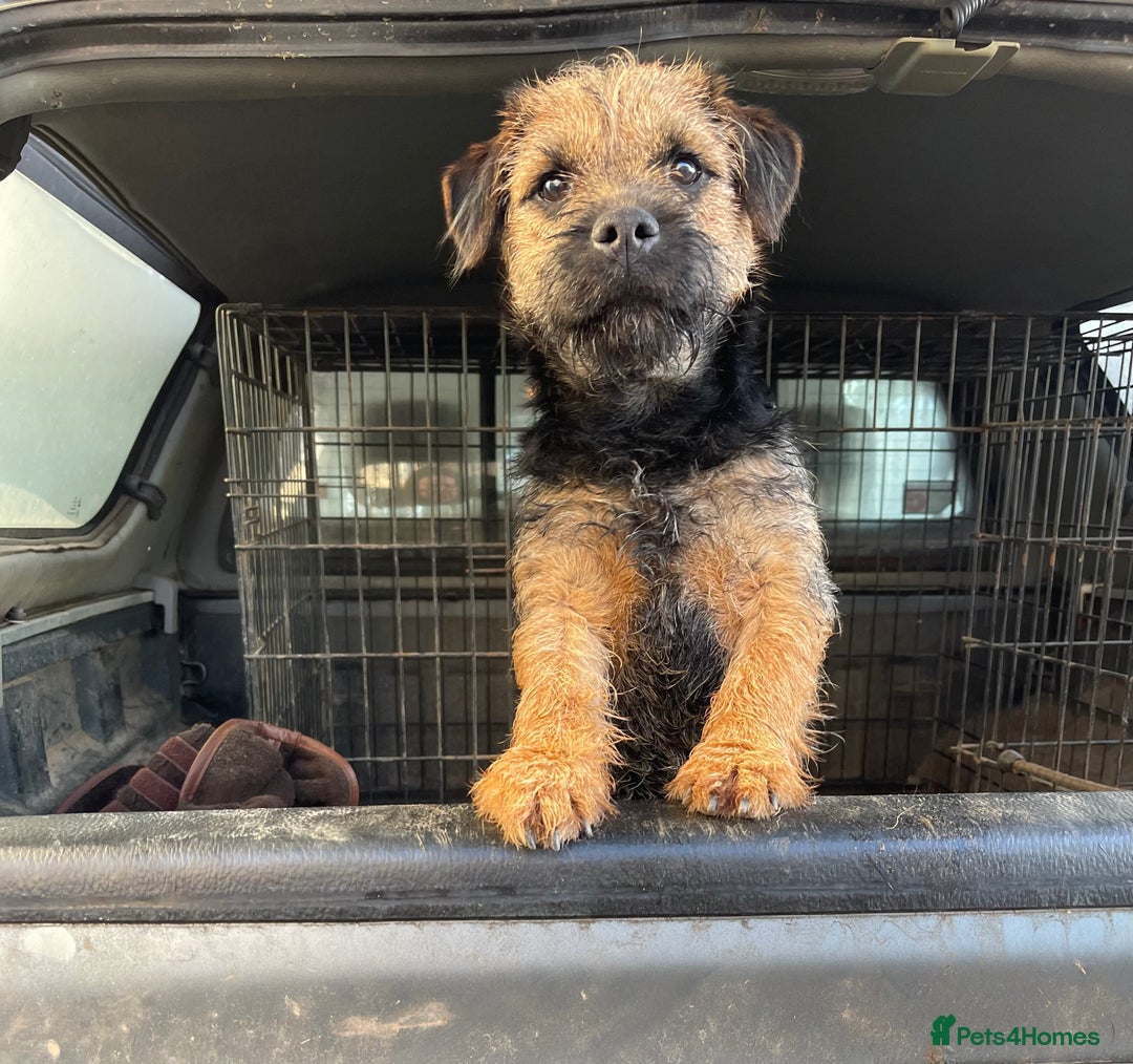 Border Terrier dogs for stud: Border terrier for Stud *SLEM clear* in Northallerton - Image 9