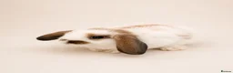 Mini Lop rabbits for sale: 🐰 Mini Lop Bunnies - Ready to reserve 🐰 - Advert 5