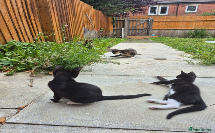 Mixed Breed cats - Advert 14