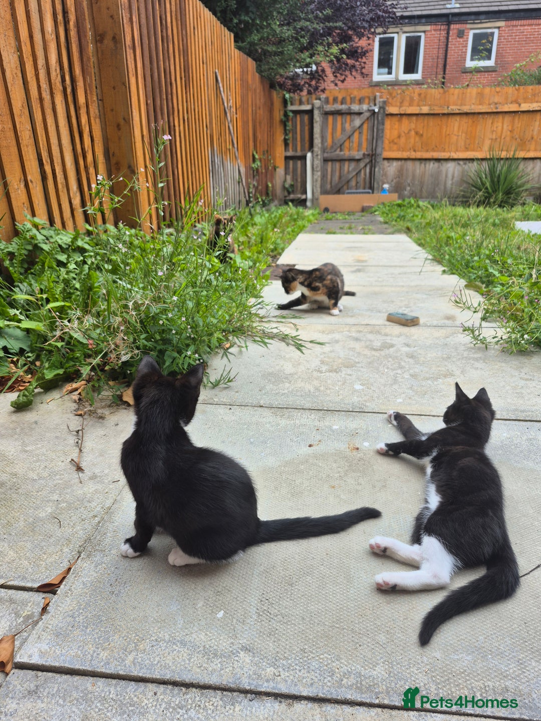 Mixed Breed cats for sale: 3 black and white females and 1 tortoise  - Image 1