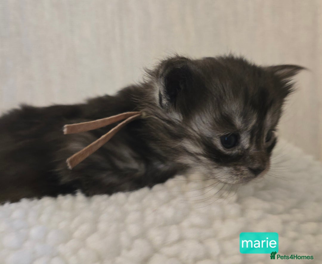 Maine Coon cats for sale: Maine Coon Kittens Smokes Large Russian Lines - Image 29