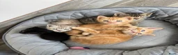 Mixed Breed cats for sale: 5 Very friendly kittens ready for a loving home in Lutterworth - Advert 5