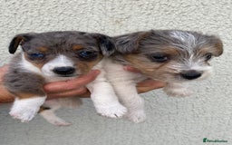 Jack Russell dogs for sale: Jack Russell puppies  - Image 3