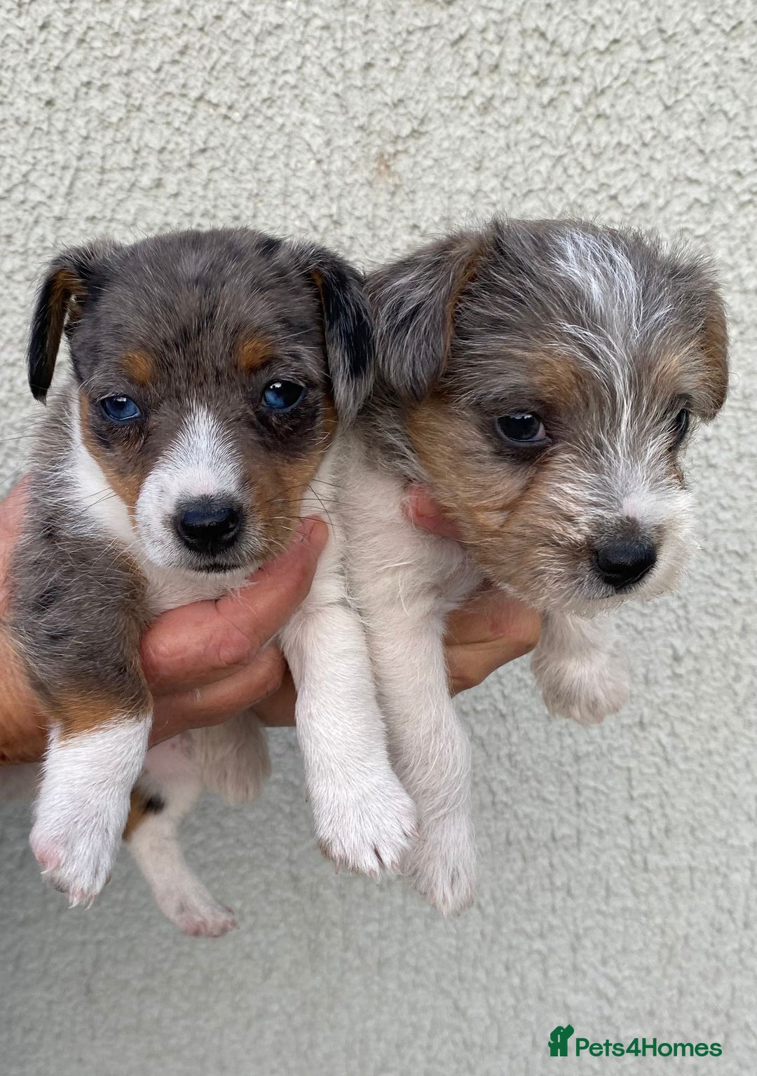 Jack Russell dogs for sale: Jack Russell puppies  - Image 3