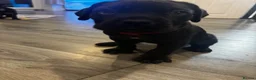Mixed Breed dogs for sale: Cane corso mix puppies  - Advert 5