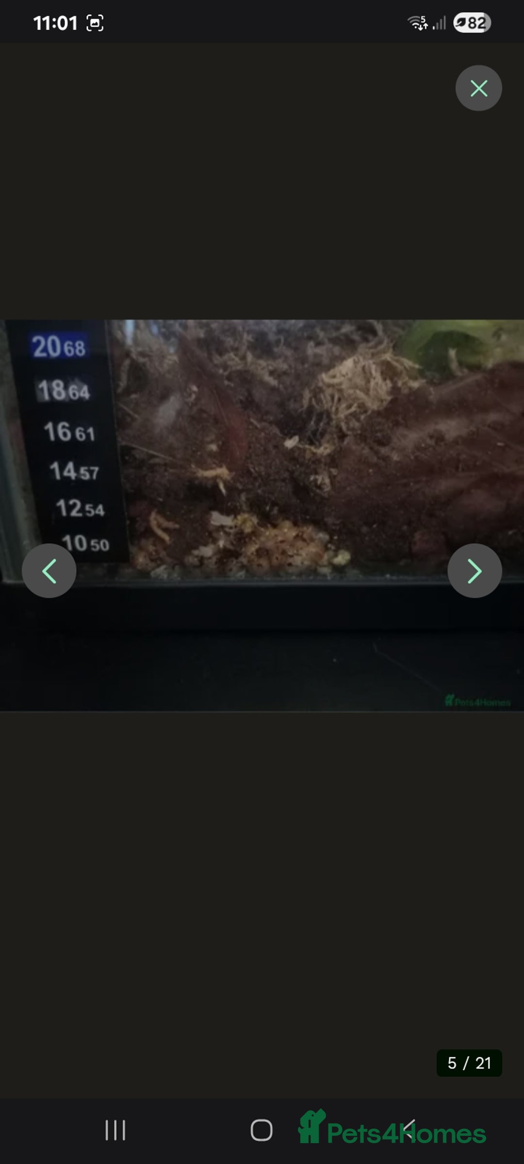 Snails invertebrates for sale: Baby giant African land snails Fulica  - Advert 14