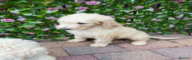 🌸 Luna – Beautiful Standard Poodle Girl 🌸