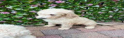 Standard Poodle dogs for sale: 🥇 White KC Standard Poodle Puppies – Ready Now ✨ - Advert 29