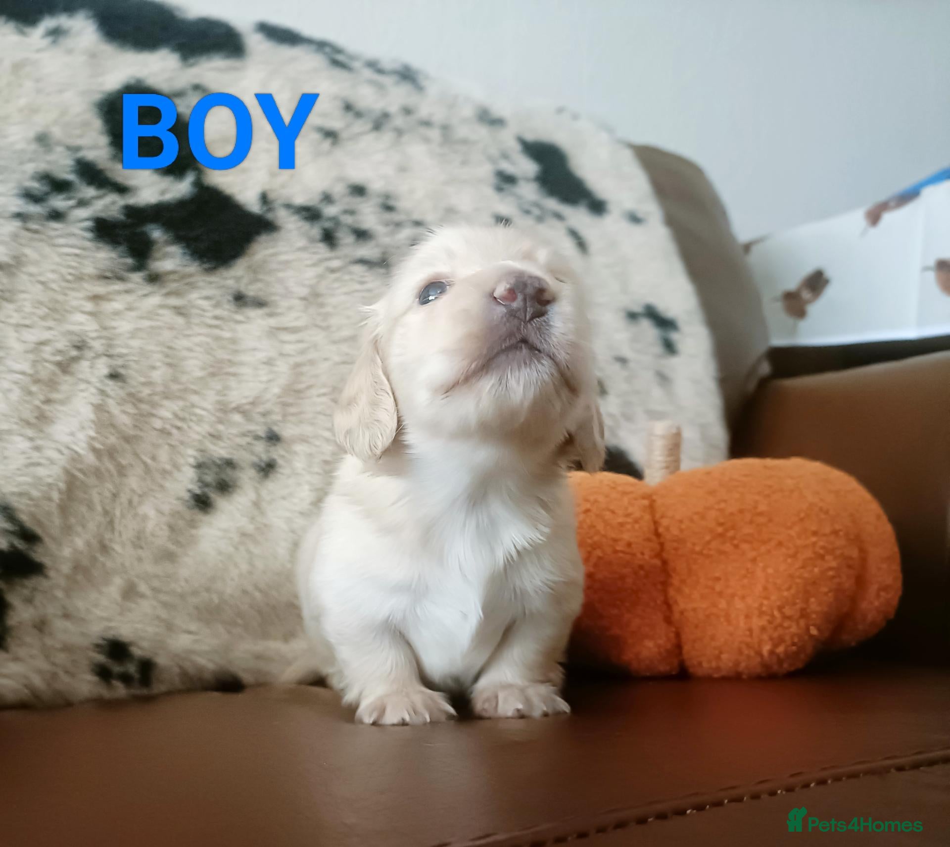 Miniature Dachshund dogs Quality Longhaired mini dachshund trusted breeder  - Advert 1