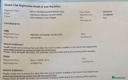 Miniature Dachshund dogs for sale: Miniature Dachsund Smooth Hair - Image 9