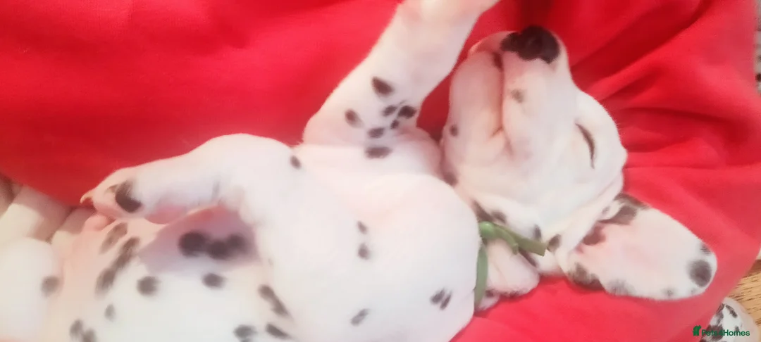 Dalmatian dogs for sale: Beautiful dalmatian puppies - Advert 8