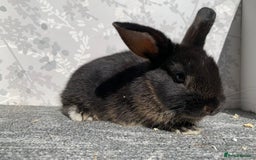 Mini Lop rabbits for sale: Baby mini lops  - Image 1