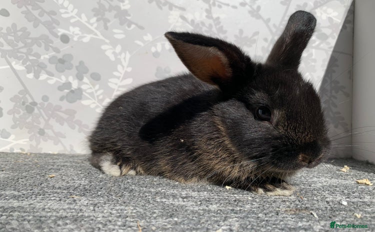 Mini Lop rabbits - Advert 14
