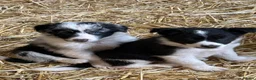 Border Collie dogs for sale: Beautiful border collie puppies  - Advert 11