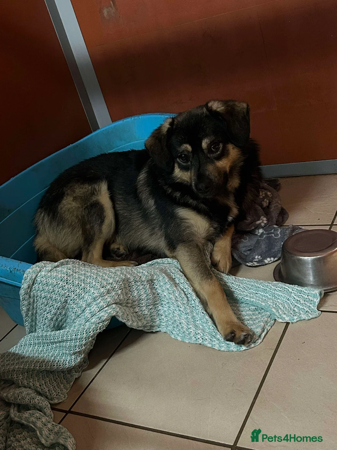 Mixed Breed dogs for adoption: Meet Isacc, currently residing in Cheshire  in Nantwich - Advert 11