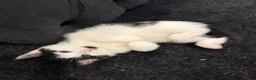 Domestic Shorthair cats for sale: 5 kittens - Advert 3