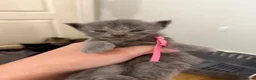 Maine Coon cats for sale: 5 Cross Maine Coon kittens for sale  - Advert 9