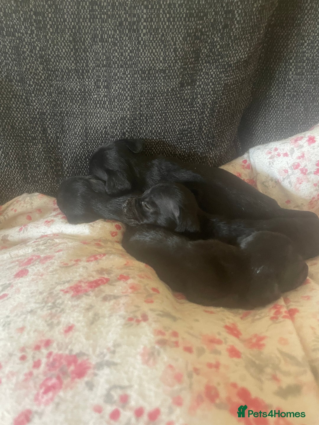 Mixed Breed dogs for sale: Beautiful puppies - Image 7