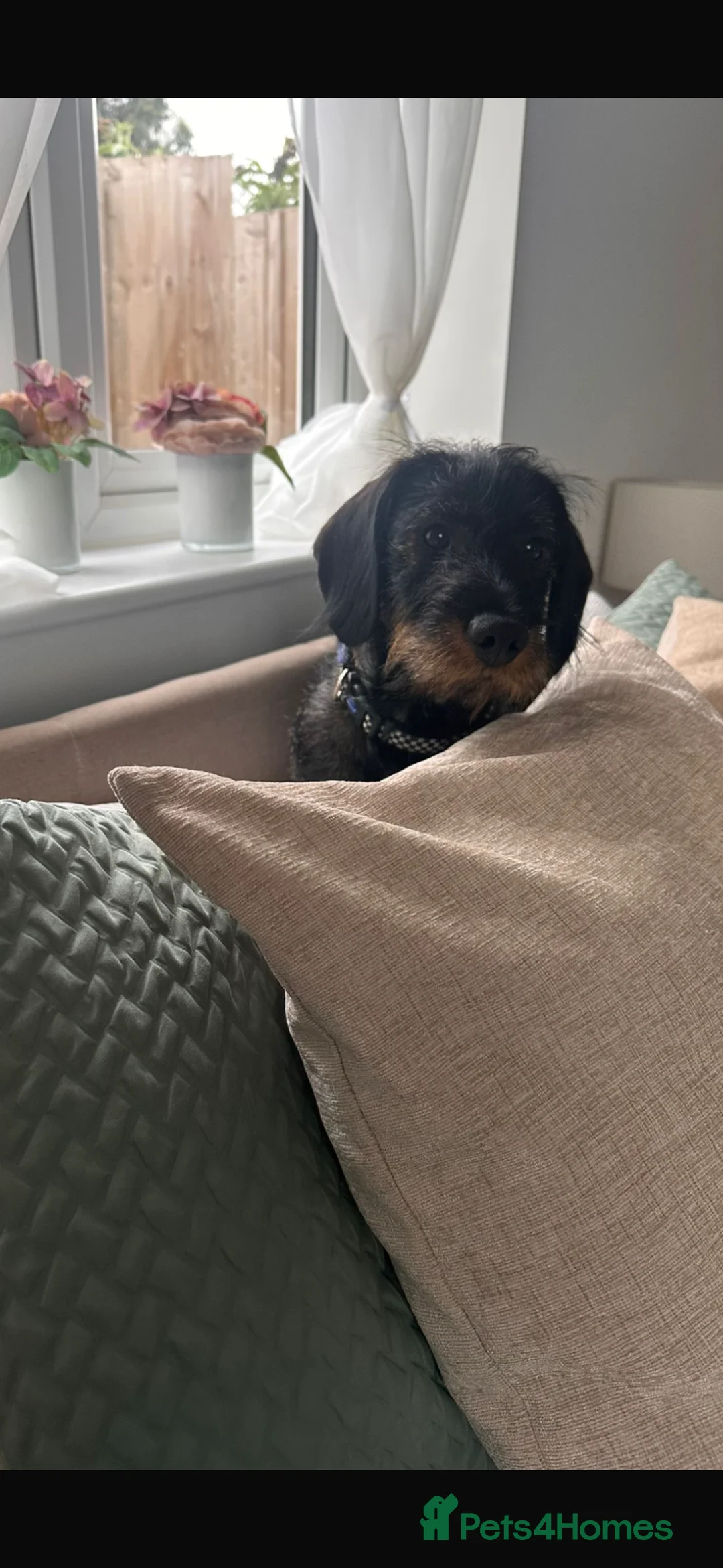 Dachshund dogs for sale: Nearly 2 years old long haired wired dachshund  in Frinton-on-Sea - Advert 2