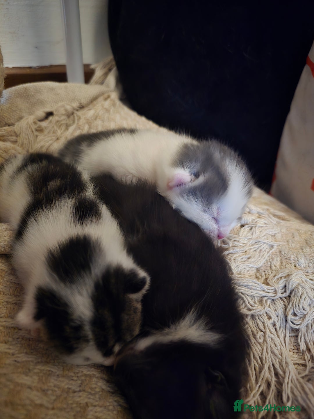 Mixed Breed cats for sale: 3 beautiful kittens, and her mum ❤️  - Advert 1