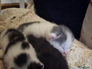 Mixed Breed cats 3 beautiful kittens, and her mum ❤️ - Advert 2