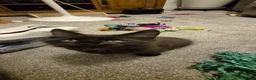 Maine Coon cats for sale: Maine coon kittens  - Advert 10