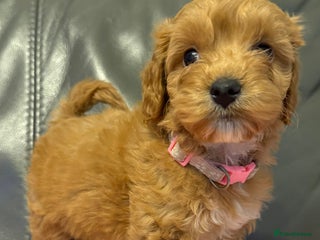 Cockapoo dogs F1 cockapoo puppies - Advert 6