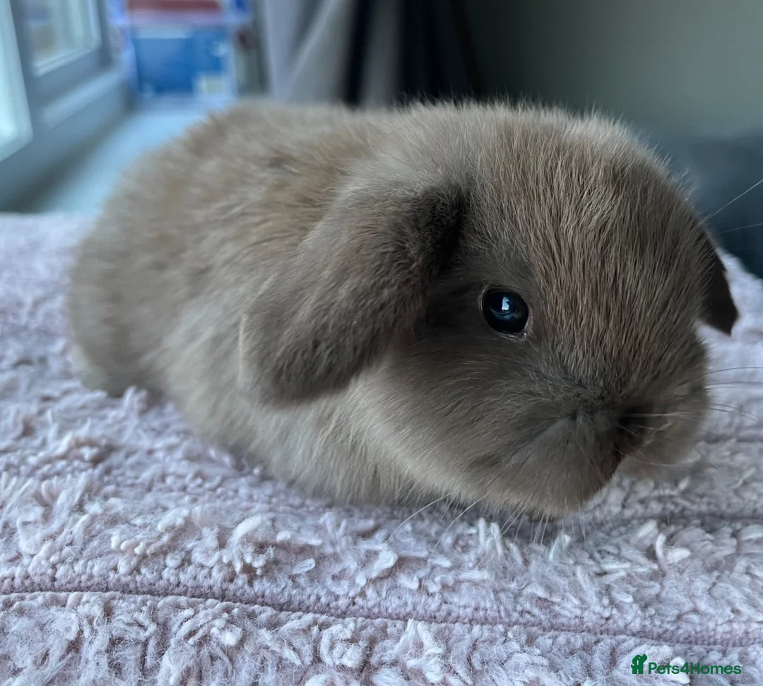 Mini Lop rabbits for sale: Mini lop kits for re-homing 16th April - Advert 2